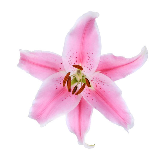 Sorbonne Oriental Lily