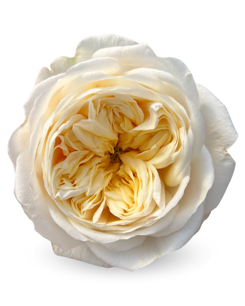 Fatima Garden Rose