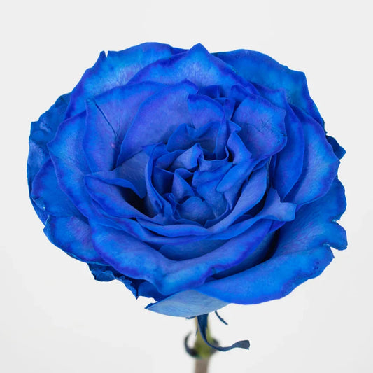 Blue Tint Roses