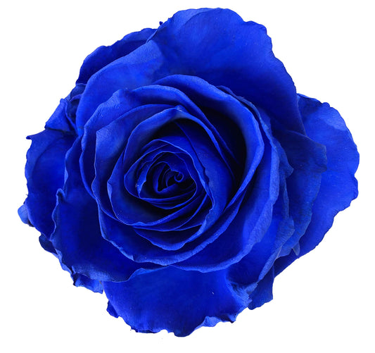 Blue Tint Roses