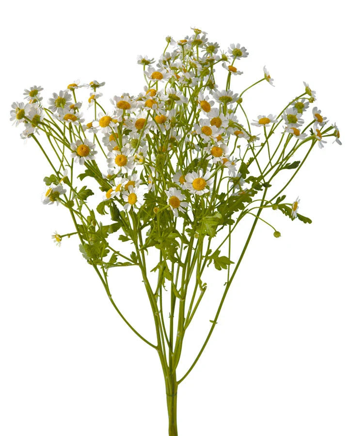 Feverfew Chamomile