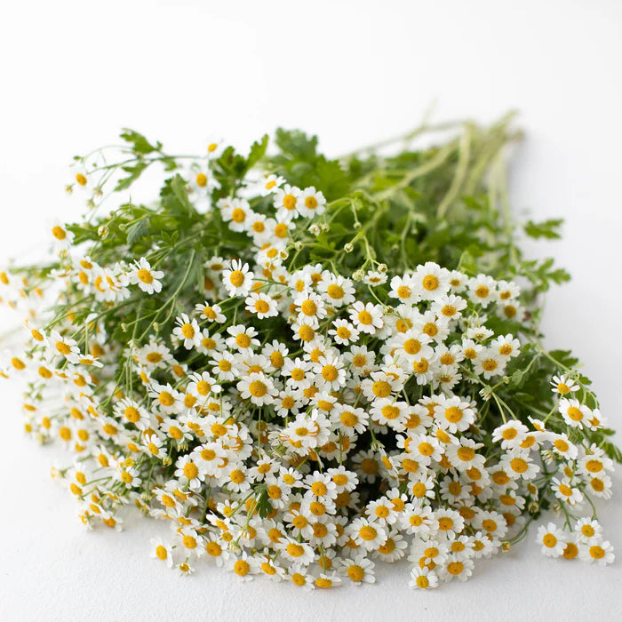 Feverfew Chamomile