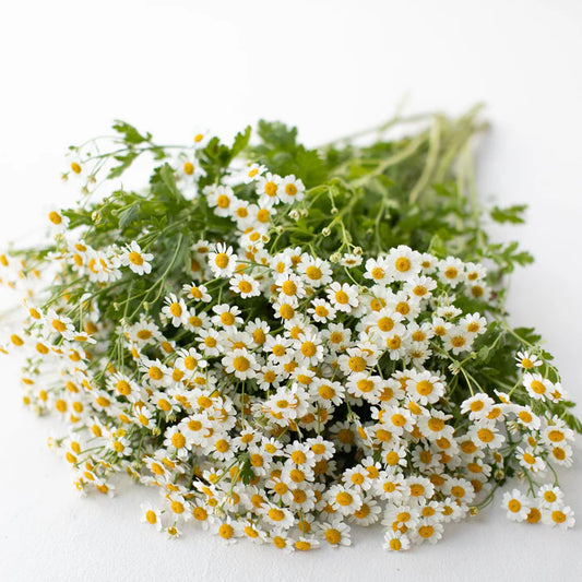 Feverfew Chamomile