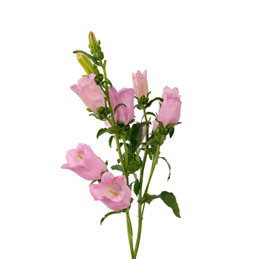 Pink Campanula Flowers