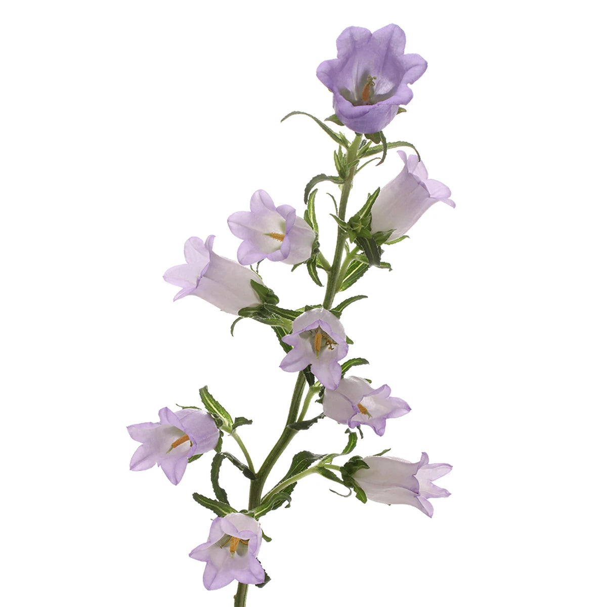Lavender Campanula Flowers