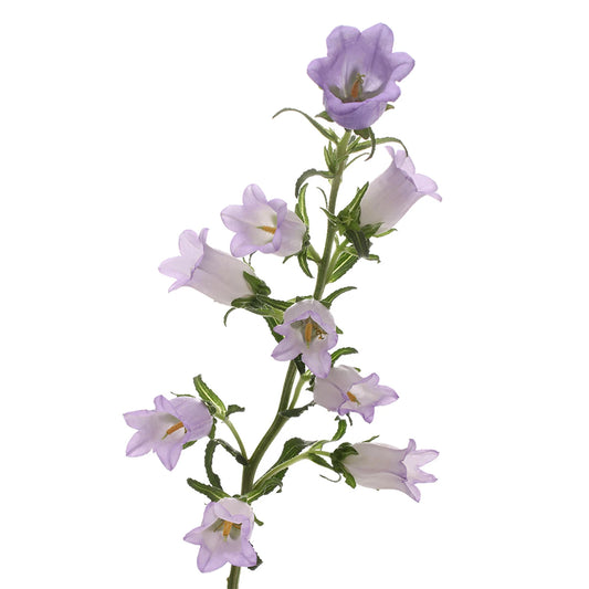 Lavender Campanula Flowers