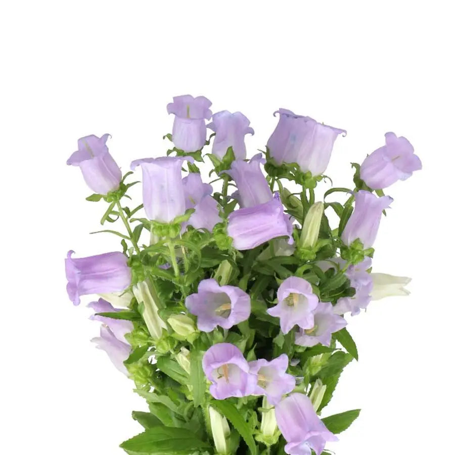 Lavender Campanula Flowers