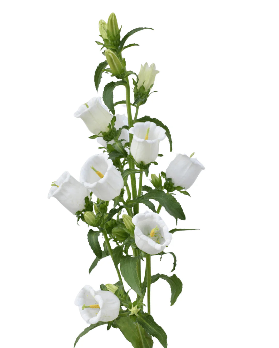 White Campanula Flowers – 10 Imported Stems