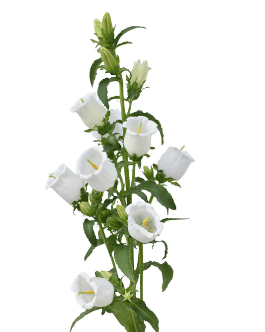 White Campanula Flowers – 10 Imported Stems