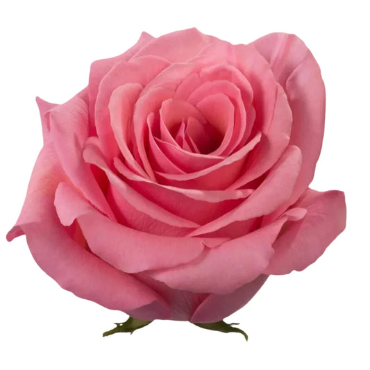 Saga Rose