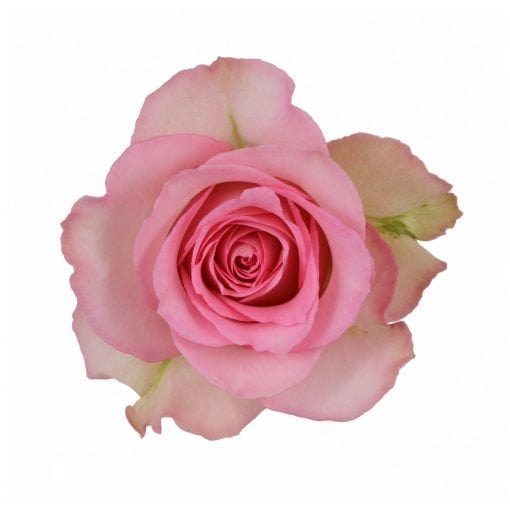 Sweet Unique Rose
