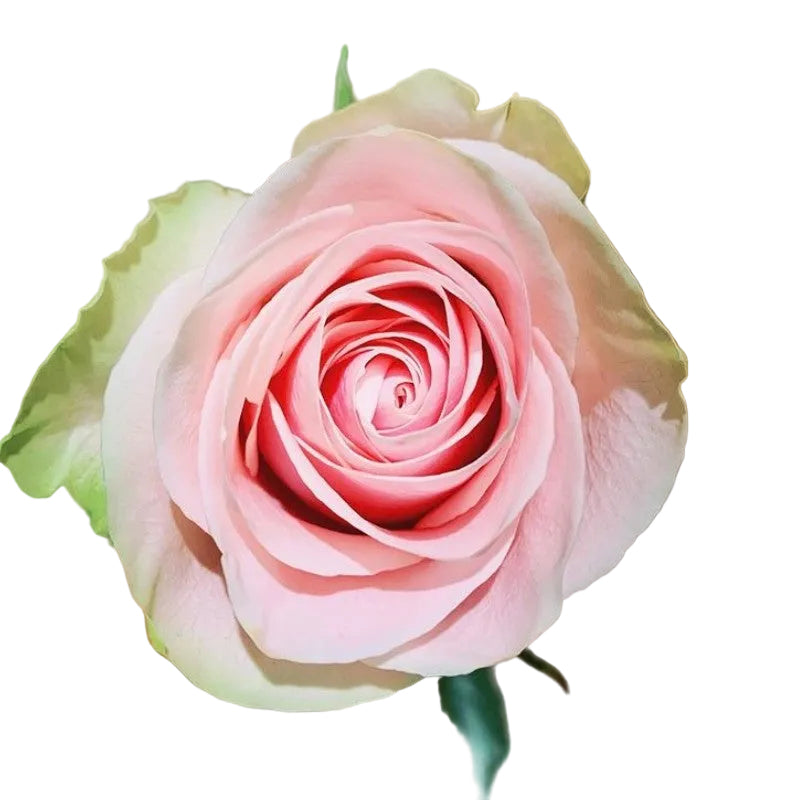 Frutteto Rose
