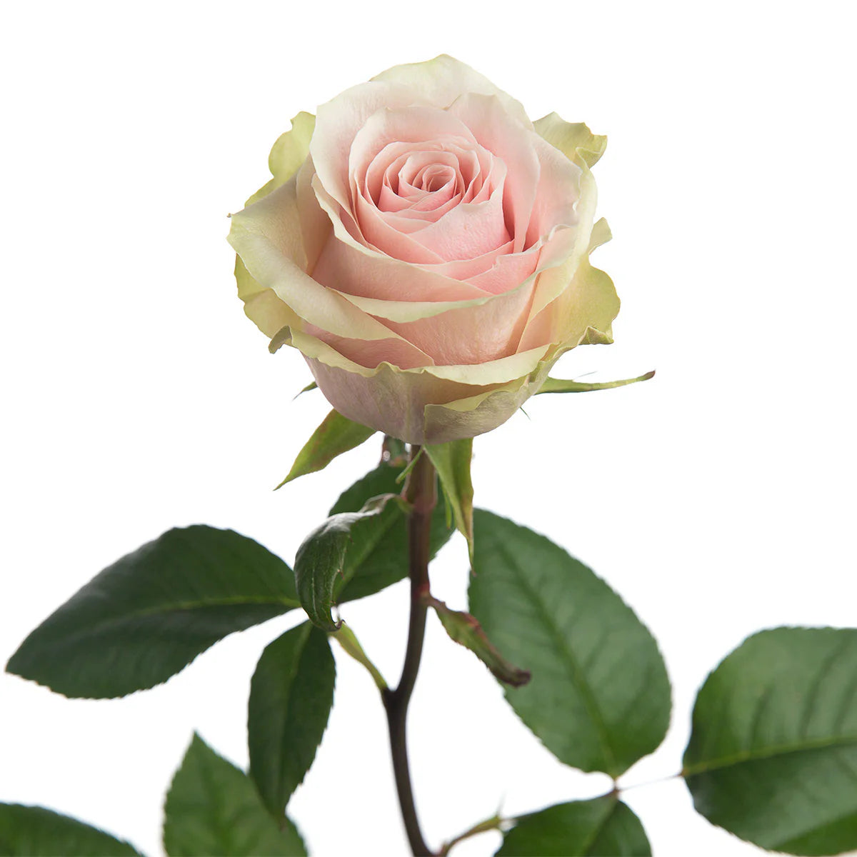 Frutteto Rose