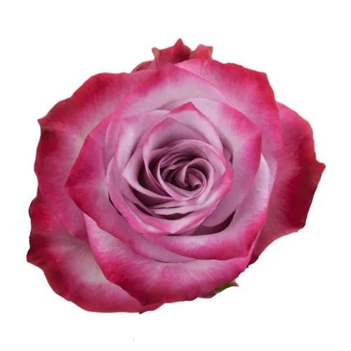 Deep Purple Rose