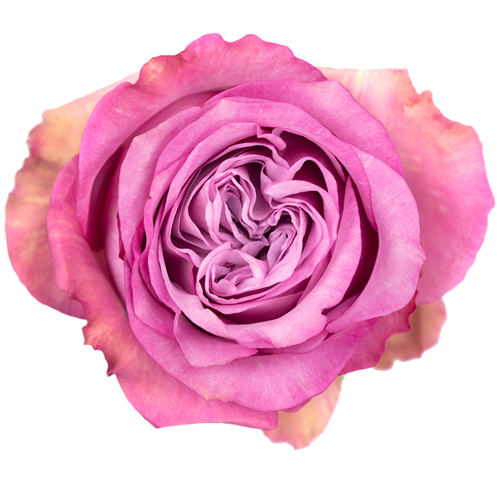 Queens Crown Rose