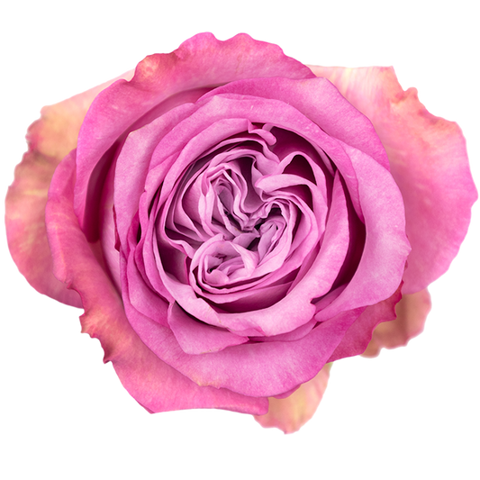 Queens Crown Rose