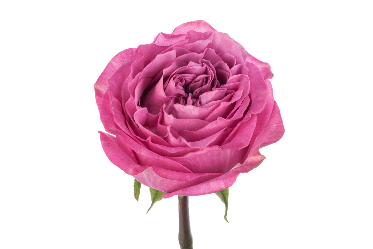 Queens Crown Rose