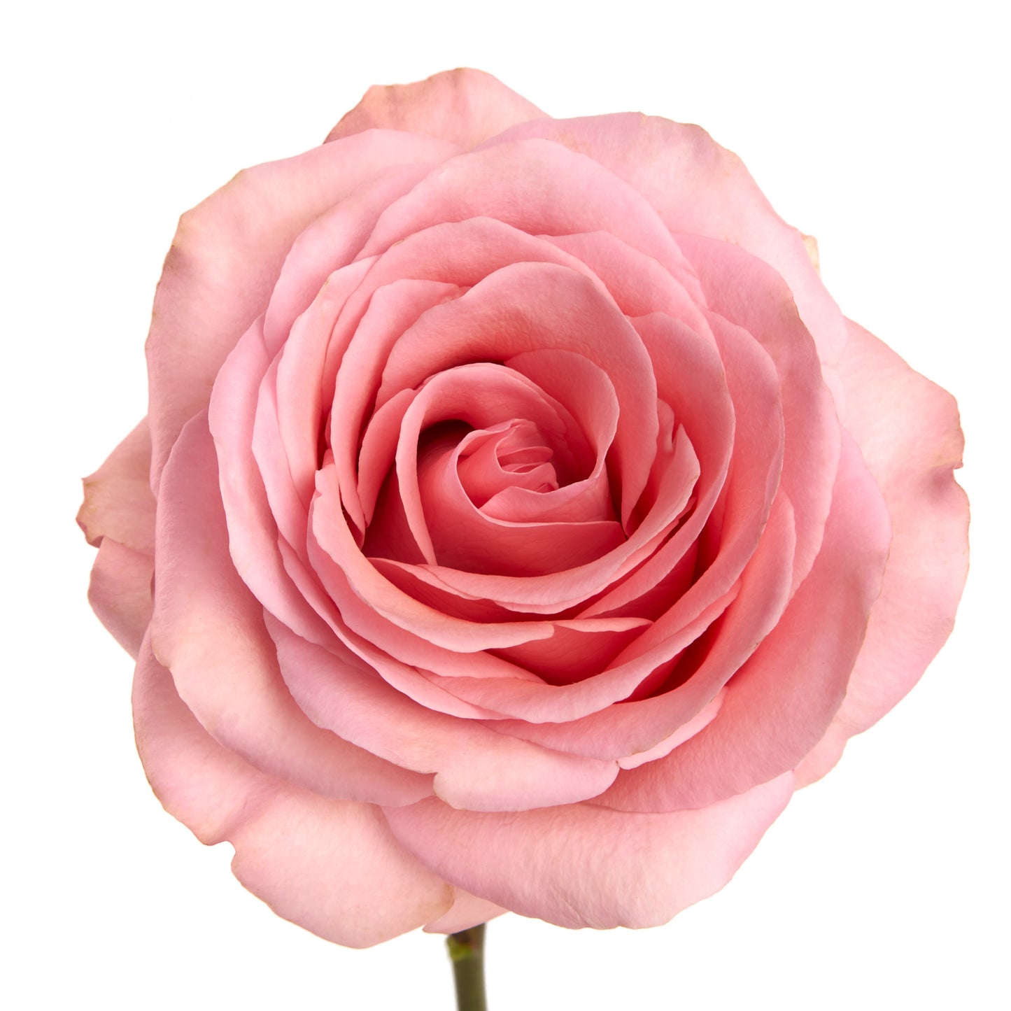 Saga Rose