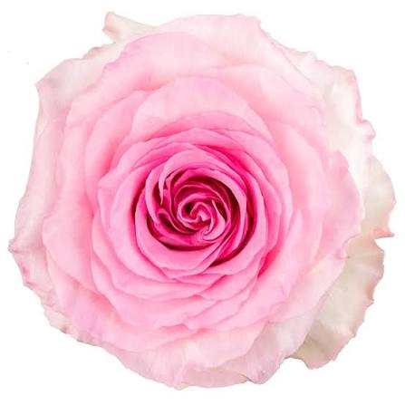 Mandala Rose