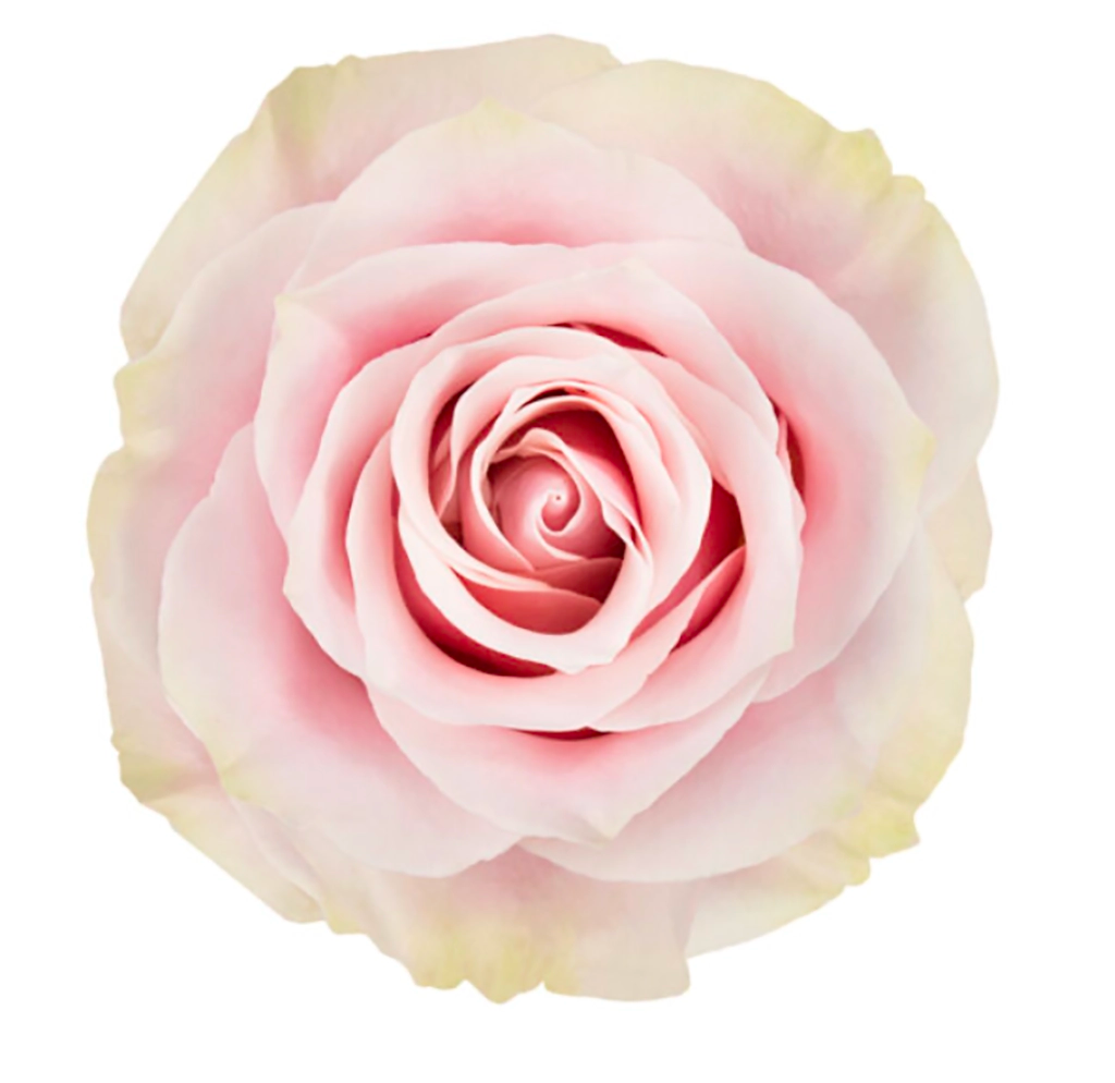 Pink Mondial
