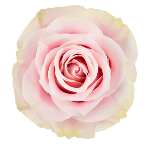 Pink Mondial