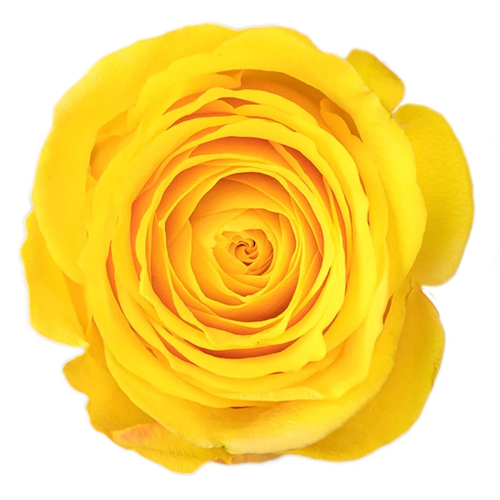 Brighton Rose