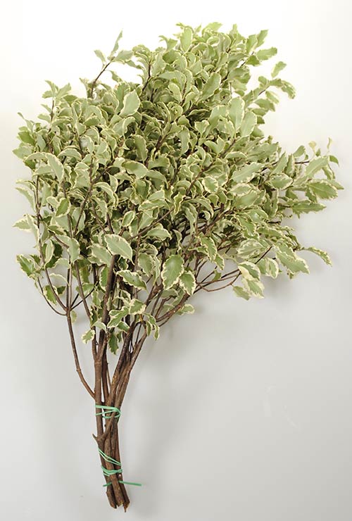 Italian Pittosporum – 10 Fresh Stems