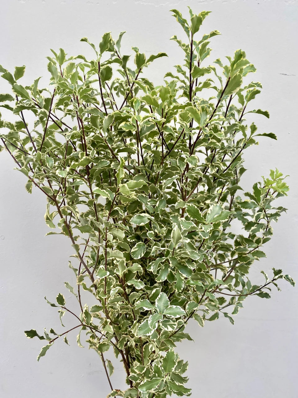 Italian Pittosporum – 10 Fresh Stems