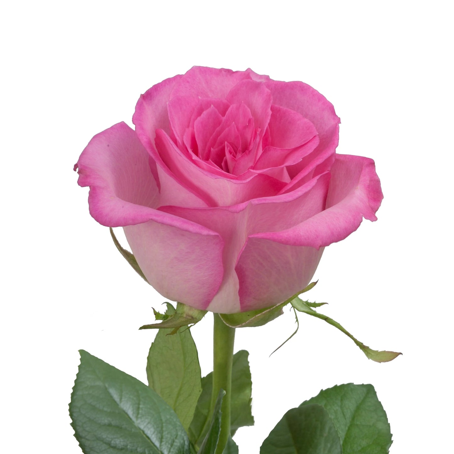 Sweet Unique Rose