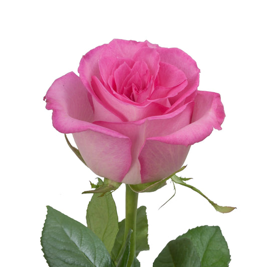 Sweet Unique Rose