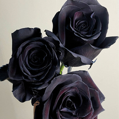 Black Tint Roses – 25 Stems