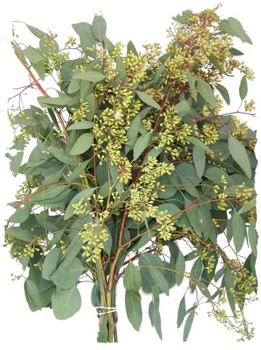 Seeded Eucalyptus Bundle – Fresh Greenery