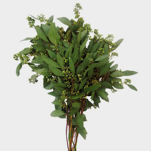 Seeded Eucalyptus Bundle – Fresh Greenery