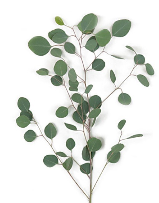 Silver Dollar Eucalyptus – Fresh Greenery