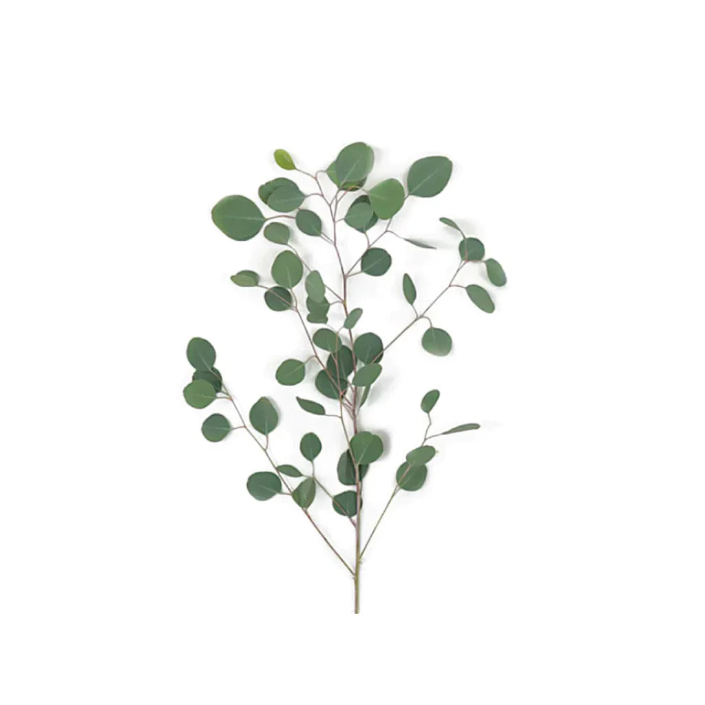 Silver Dollar Eucalyptus – Fresh Greenery