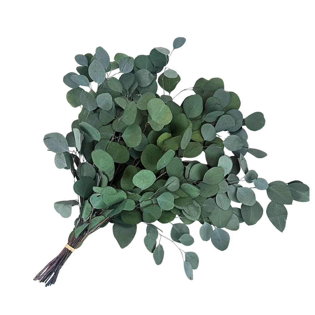 Silver Dollar Eucalyptus – Fresh Greenery