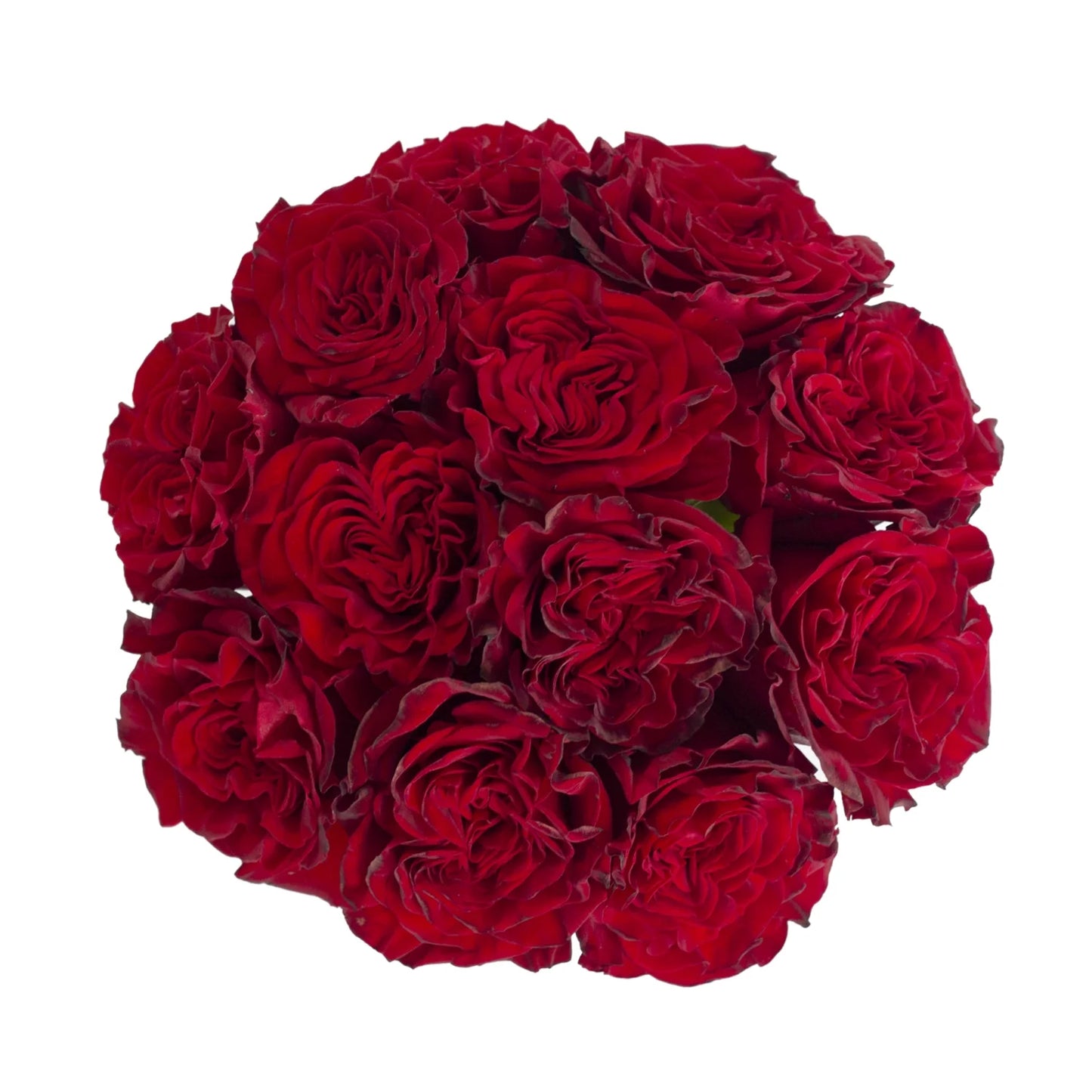Hearts Ecuadorian Roses – 25 Premium Stems