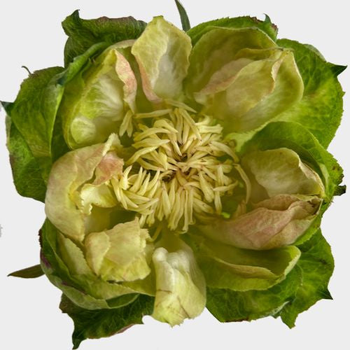 Veggie Ecuadorian Roses – 25 Premium Fresh-Cut Stems