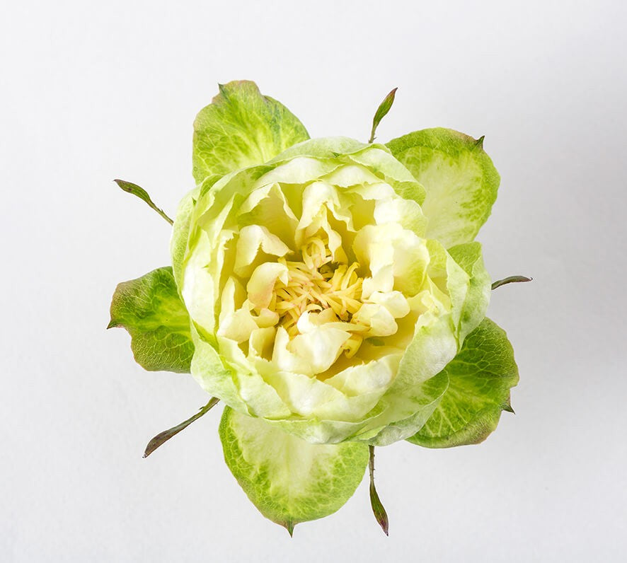 Veggie Ecuadorian Roses – 25 Premium Fresh-Cut Stems