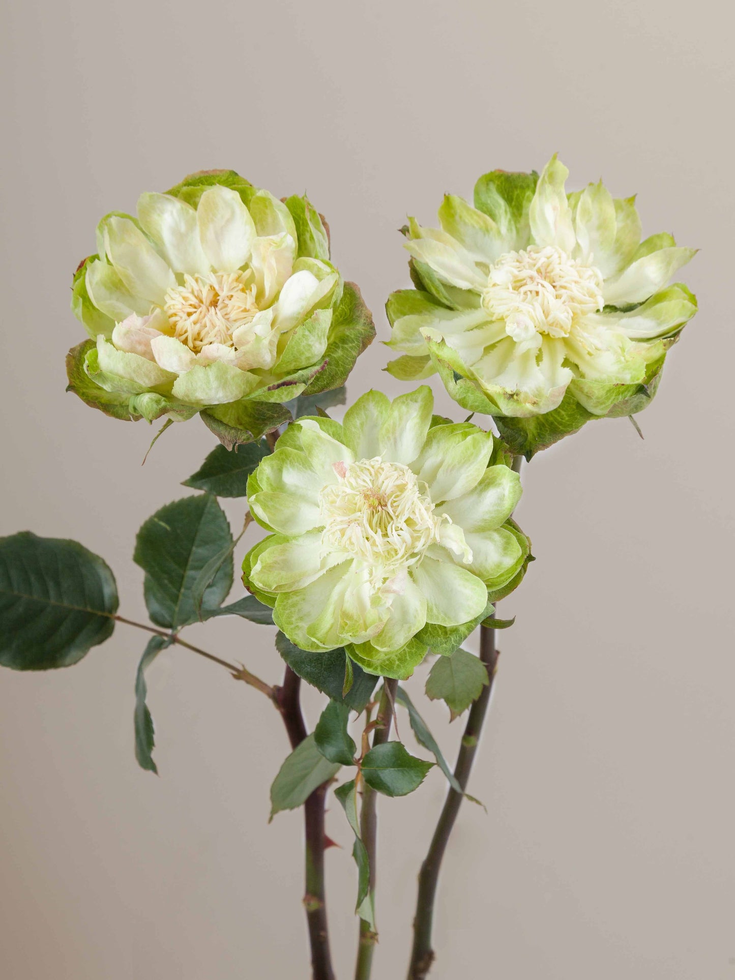 Veggie Ecuadorian Roses – 25 Premium Fresh-Cut Stems