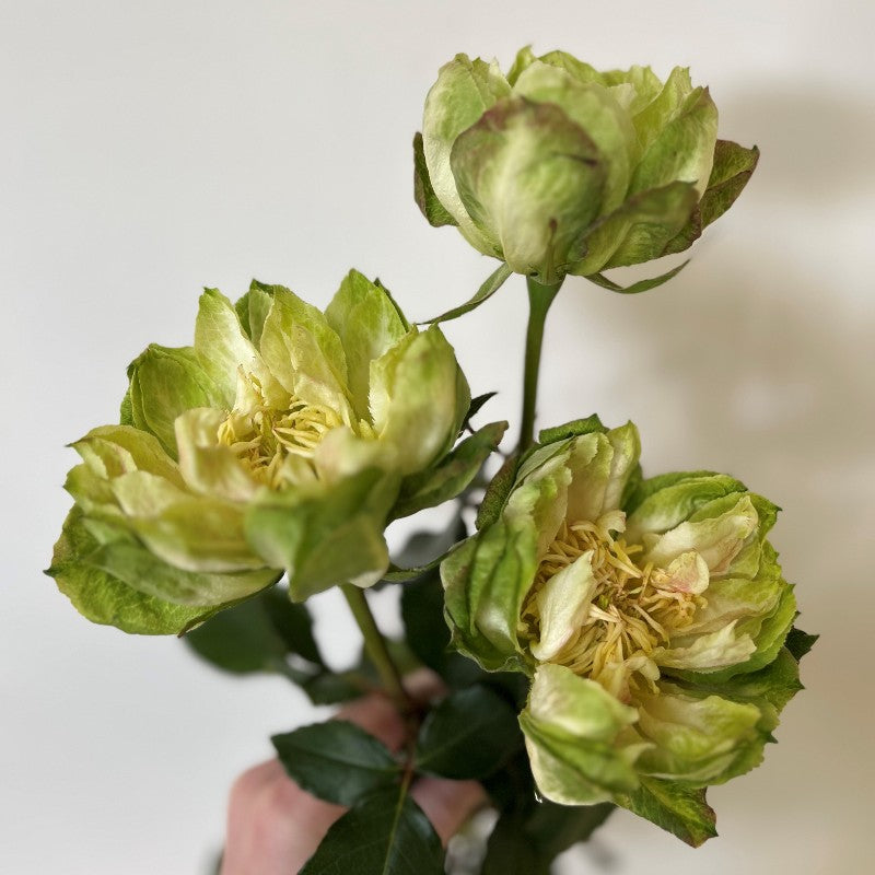 Veggie Ecuadorian Roses – 25 Premium Fresh-Cut Stems