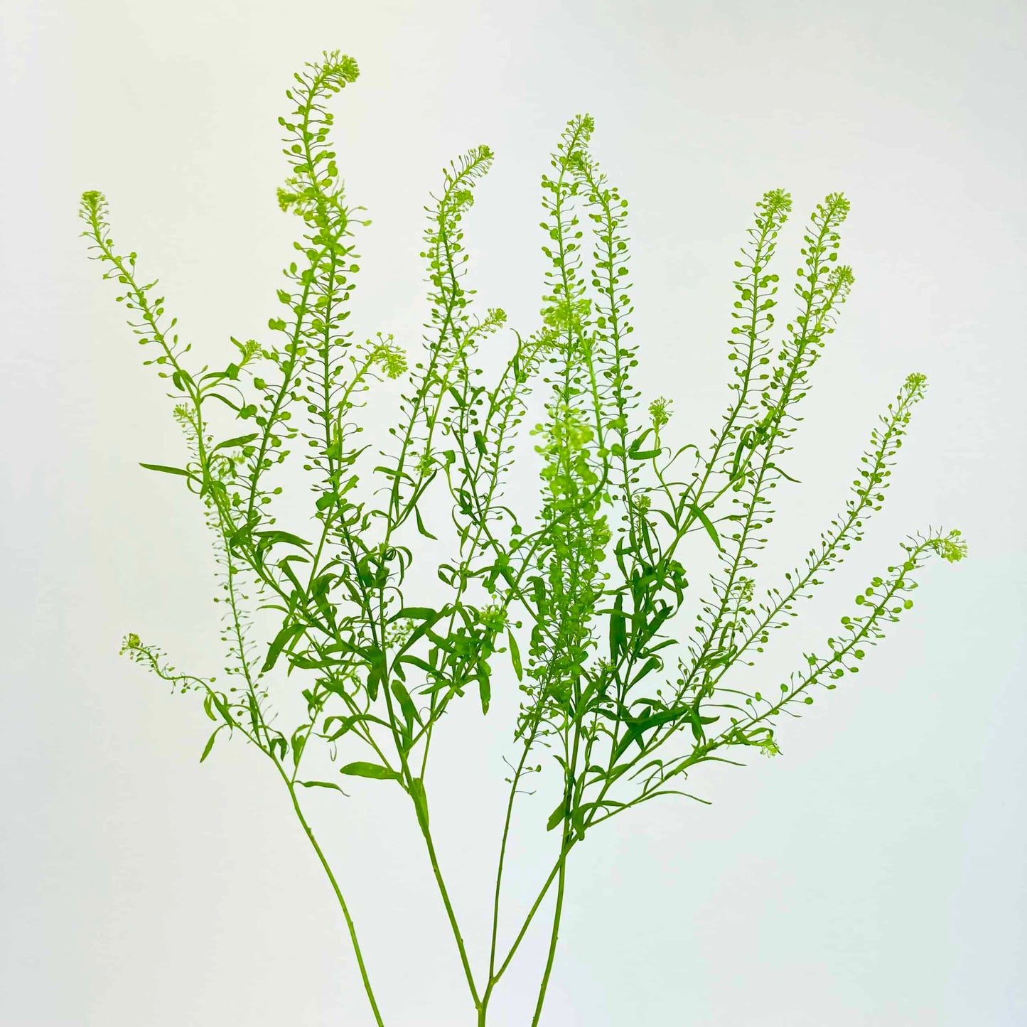 Fresh Lepidium Foliage – Premium Floral Greenery