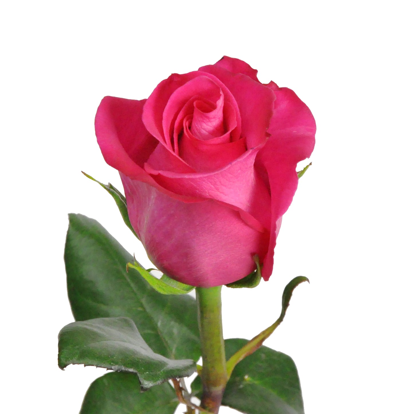 Topaz Roses – 25 Stems | Premium Ecuadorian Hot Pink Roses