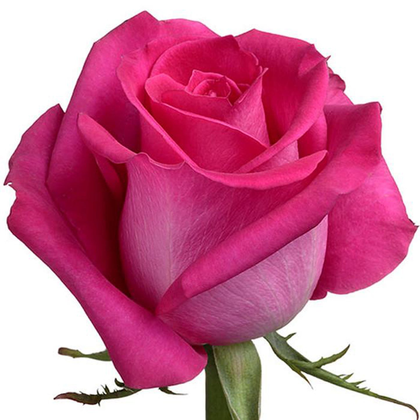 Topaz Roses – 25 Stems | Premium Ecuadorian Hot Pink Roses