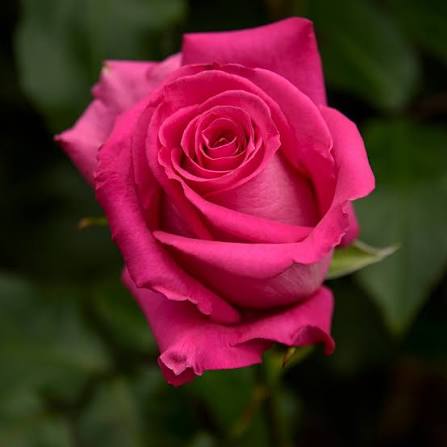 Topaz Roses – 25 Stems | Premium Ecuadorian Hot Pink Roses