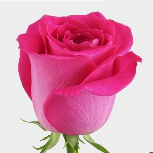 Topaz Roses – 25 Stems | Premium Ecuadorian Hot Pink Roses