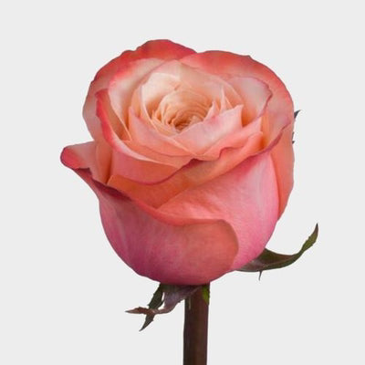 Kahala Roses – 25 Stems | Premium Ecuadorian Peach & Blush Roses