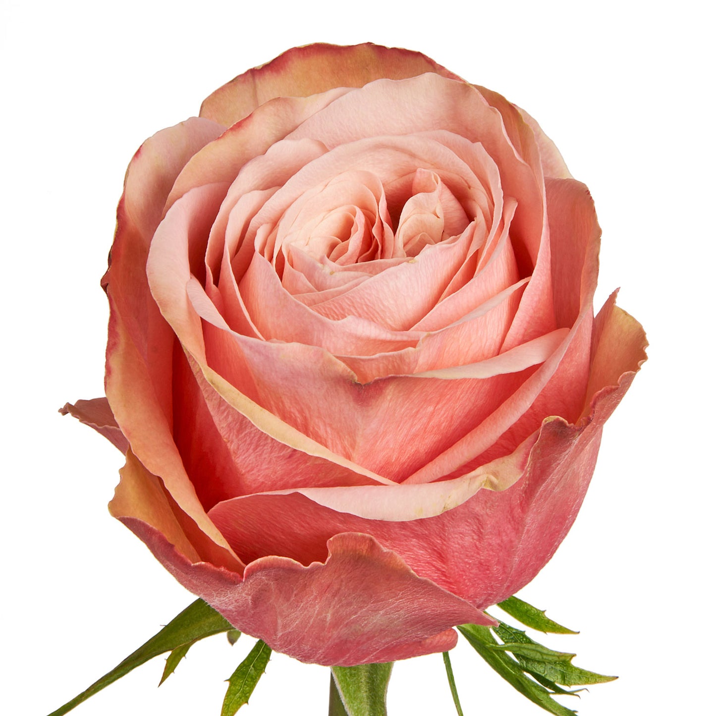 Kahala Roses – 25 Stems | Premium Ecuadorian Peach & Blush Roses