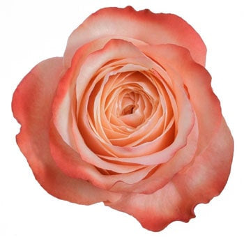 Kahala Roses – 25 Stems | Premium Ecuadorian Peach & Blush Roses