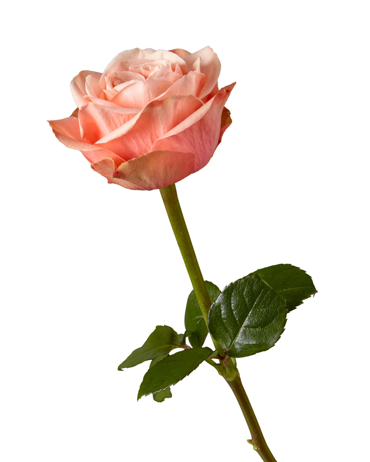 Kahala Roses – 25 Stems | Premium Ecuadorian Peach & Blush Roses